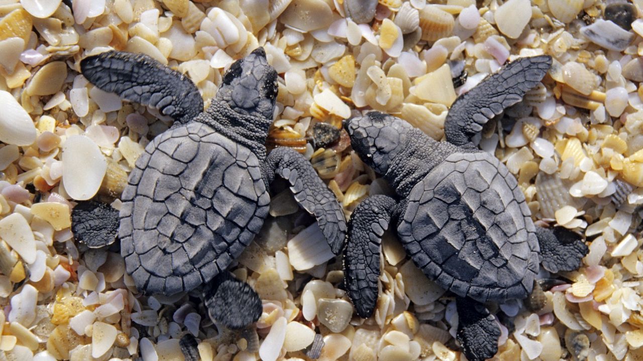 Обои две, маленькие, черепахи, ракушки, берег