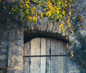 Превью обои дверь, доски, листья, ветки