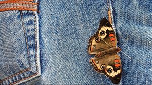Превью обои джинс, бабочка, крылья