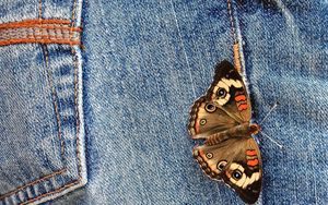 Превью обои джинс, бабочка, крылья