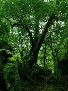 Превью обои джунгли, лес, дебри, зеленый, мох, лианы, заросли