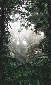 Превью обои джунгли, лес, туман, деревья, кусты, тропики
