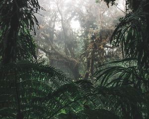 Превью обои джунгли, лес, туман, деревья, кусты, тропики