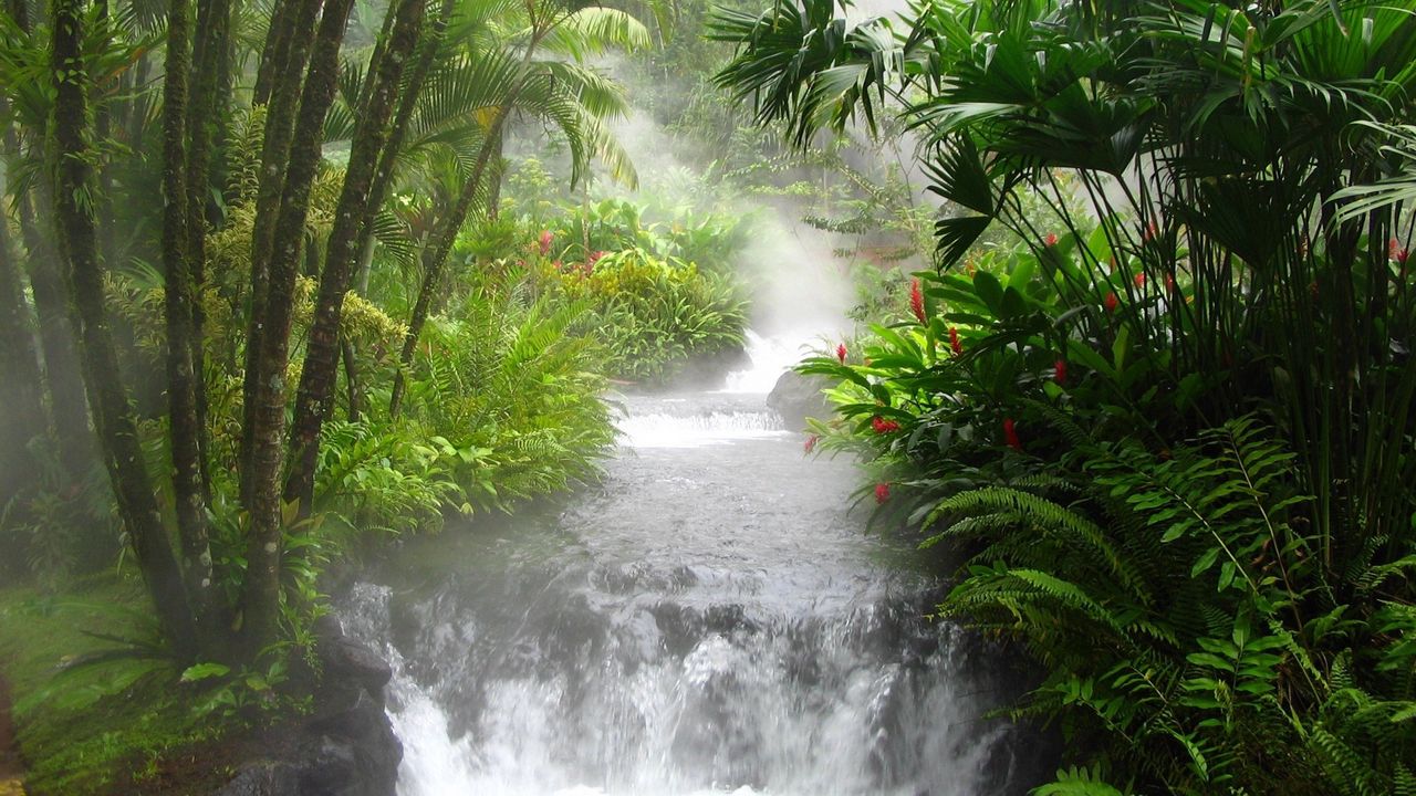 Обои джунгли, река, водопад, растительность, цветы, папоротник, поток