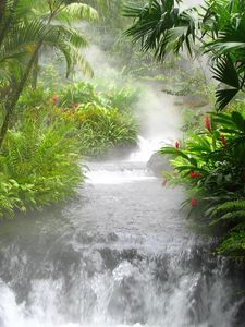 Превью обои джунгли, река, водопад, растительность, цветы, папоротник, поток