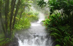Превью обои джунгли, река, водопад, растительность, цветы, папоротник, поток