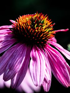 Превью обои эхинацея, лепестки, фиолетовый, макро, размытие, темный