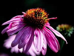 Превью обои эхинацея, лепестки, фиолетовый, макро, размытие, темный
