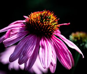 Превью обои эхинацея, лепестки, фиолетовый, макро, размытие, темный