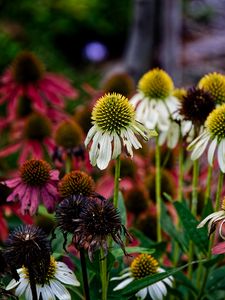 Превью обои эхинацея, лепестки, размытие, цветы, растение
