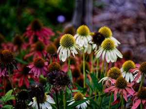 Превью обои эхинацея, лепестки, размытие, цветы, растение