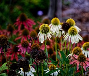 Превью обои эхинацея, лепестки, размытие, цветы, растение
