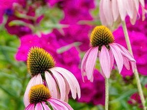 Превью обои эхинацея, лепестки, размытие, цветы