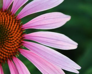 Превью обои эхинацея, лепестки, размытие, цветок, розовый