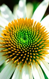 Превью обои эхинацея, лепестки, цветок, белый, макро