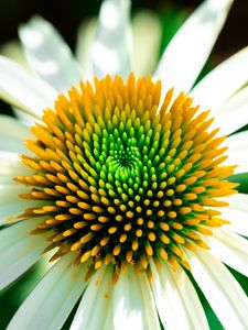 Превью обои эхинацея, лепестки, цветок, белый, макро