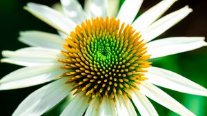 Превью обои эхинацея, лепестки, цветок, белый, макро