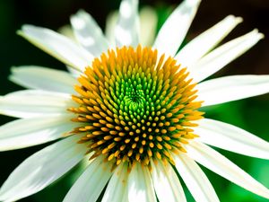 Превью обои эхинацея, лепестки, цветок, белый, макро