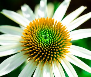 Превью обои эхинацея, лепестки, цветок, белый, макро