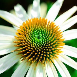 Превью обои эхинацея, лепестки, цветок, белый, макро