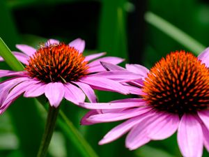 Превью обои эхинацея, лепестки, цветы, блюр