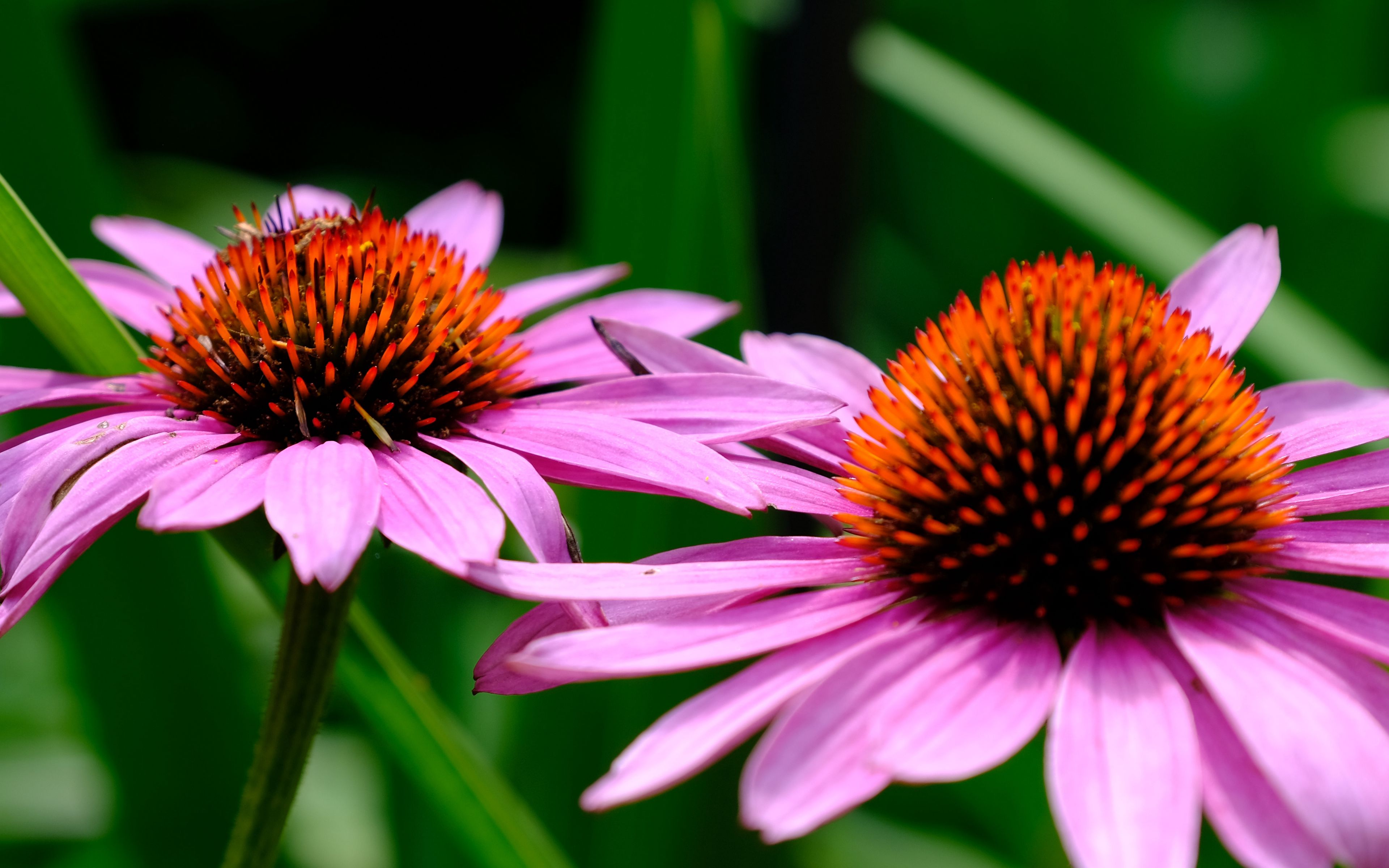 White Petals Purple эхинацея