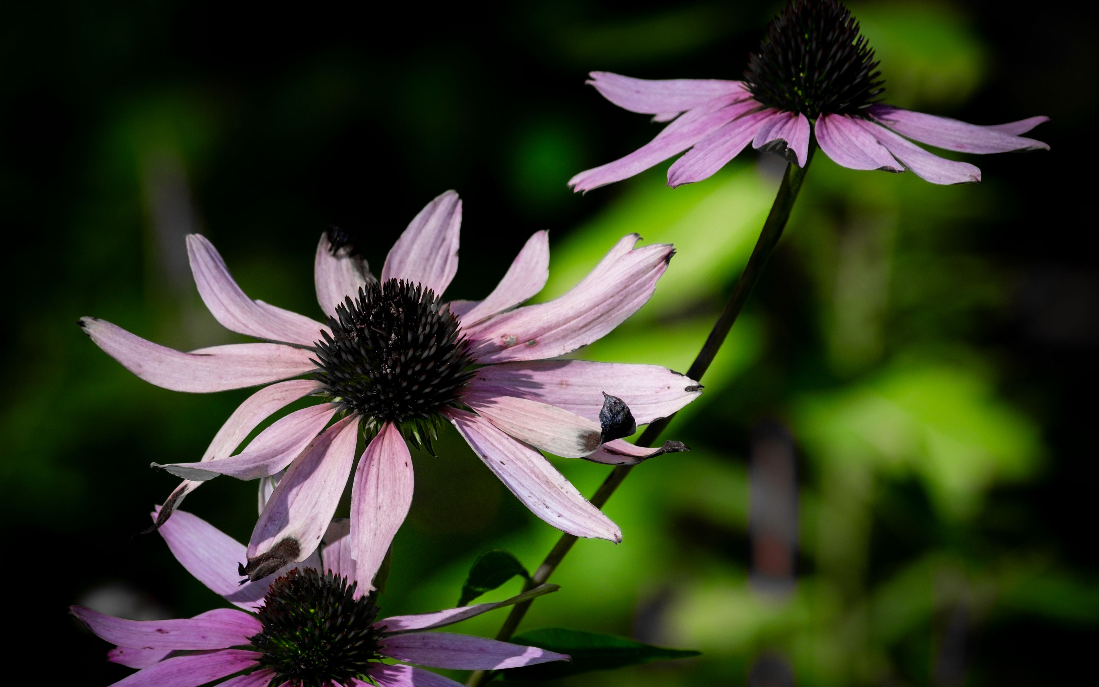 White Petals Purple эхинацея