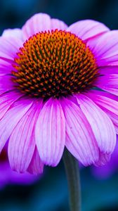 Превью обои эхинацея, цветок, лепестки