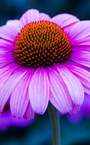 Превью обои эхинацея, цветок, лепестки