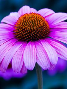 Превью обои эхинацея, цветок, лепестки