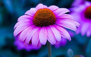 Превью обои эхинацея, цветок, лепестки