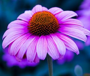 Превью обои эхинацея, цветок, лепестки