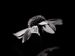 Превью обои эхинацея, цветок, лепестки, макро, черно-белый