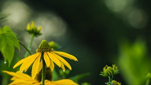 Превью обои эхинацея, цветок, лепестки, макро, размытие