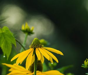 Превью обои эхинацея, цветок, лепестки, макро, размытие