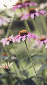 Превью обои эхинацея, цветок, лепестки, розовый