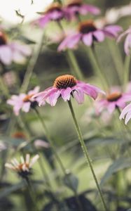 Превью обои эхинацея, цветок, лепестки, розовый
