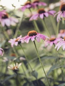 Превью обои эхинацея, цветок, лепестки, розовый