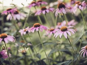 Превью обои эхинацея, цветок, лепестки, розовый