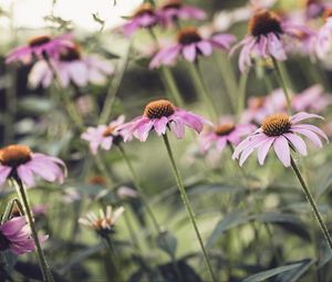Превью обои эхинацея, цветок, лепестки, розовый