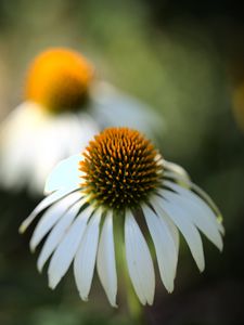 Превью обои эхинацея, цветок, лепестки, размытие