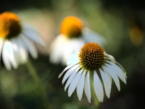 Превью обои эхинацея, цветок, лепестки, размытие