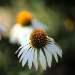 Превью обои эхинацея, цветок, лепестки, размытие