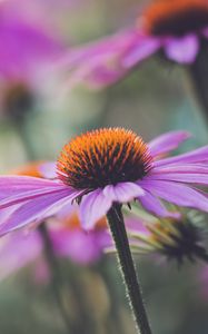 Превью обои эхинацея, цветок, растение, лепестки, макро