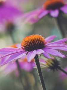 Превью обои эхинацея, цветок, растение, лепестки, макро