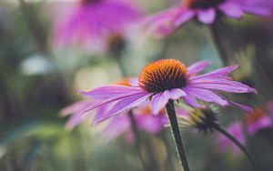 Превью обои эхинацея, цветок, растение, лепестки, макро