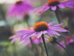 Превью обои эхинацея, цветок, растение, лепестки, макро