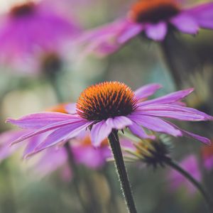 Превью обои эхинацея, цветок, растение, лепестки, макро