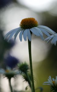 Превью обои эхинацея, цветок, размытие, лепестки, макро