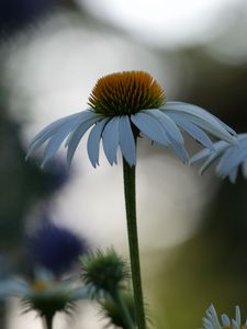 Превью обои эхинацея, цветок, размытие, лепестки, макро